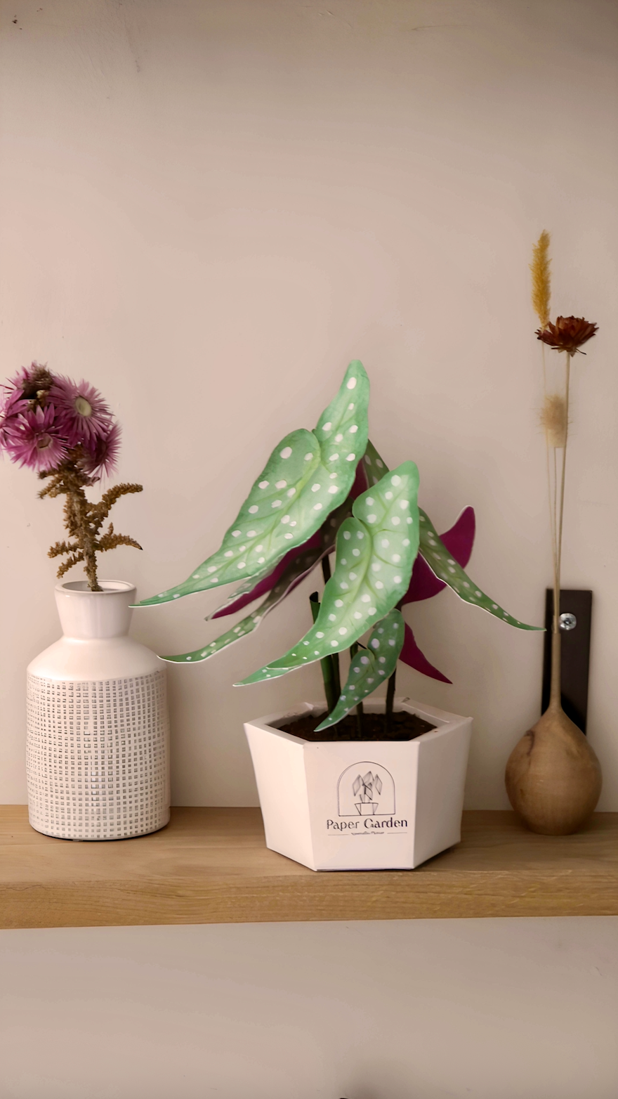 Begonia Maculata - kit à monter soi-même