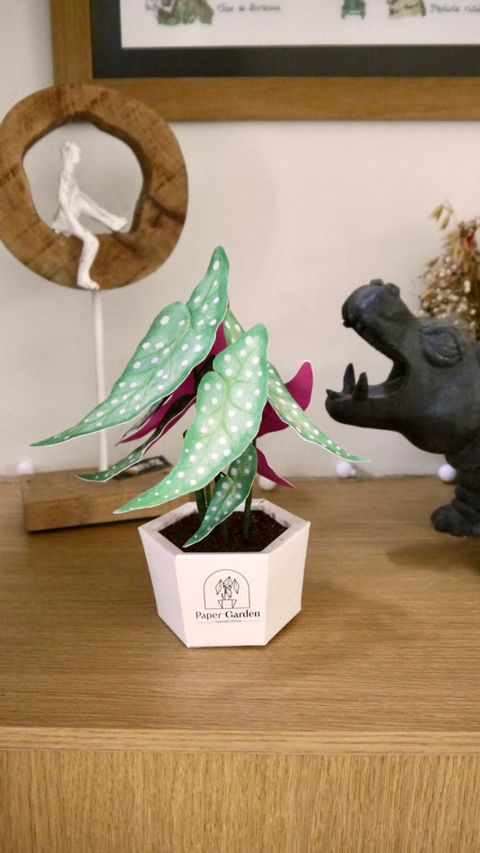 Begonia Maculata - kit à monter soi-même