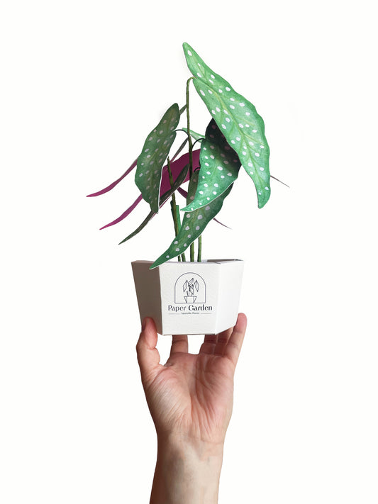 Begonia Maculata - kit à monter soi-même